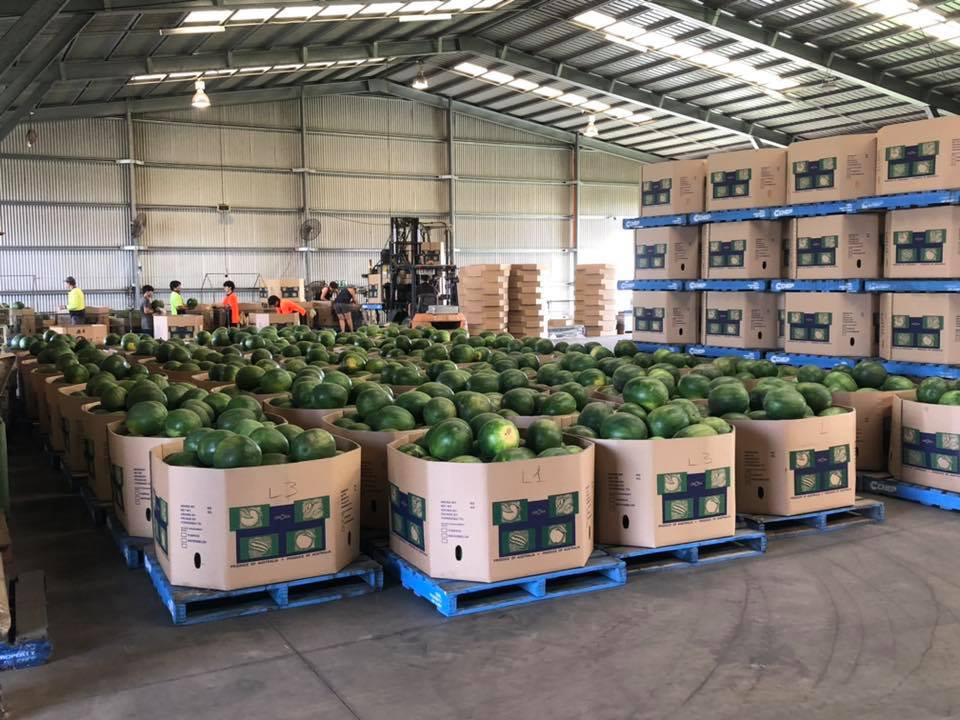 watermelon blockchain technology