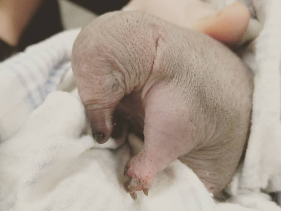 echidna rescue puggle