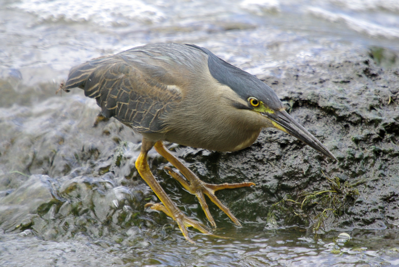 Birdlife Bundaberg