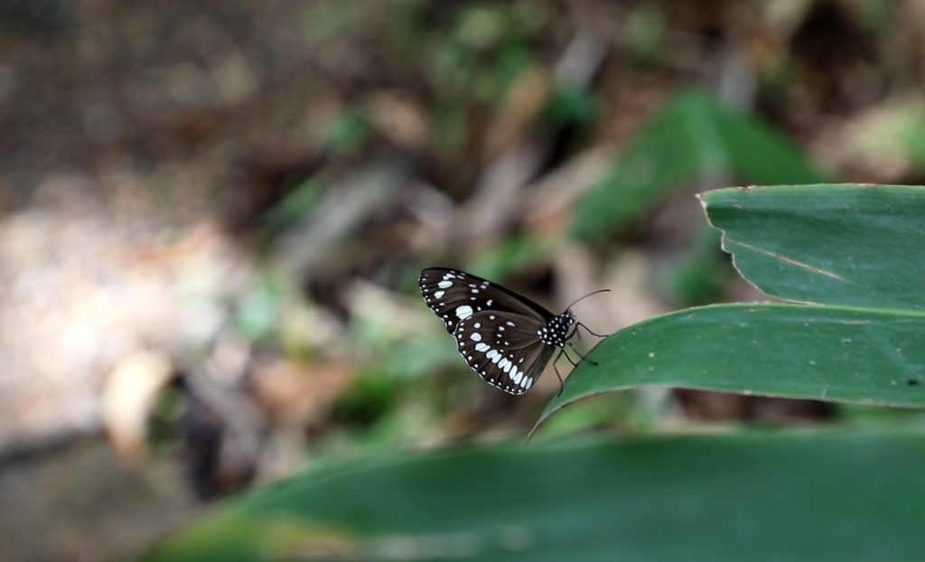 Botanic Gardens rainforest