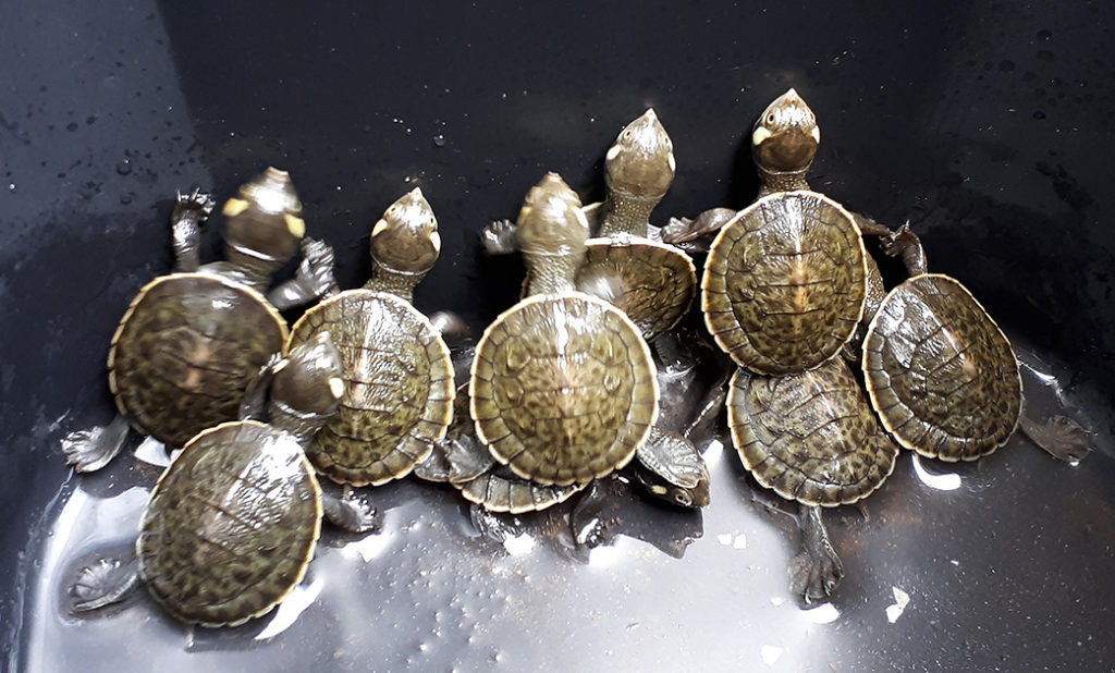 Kreffts turtles