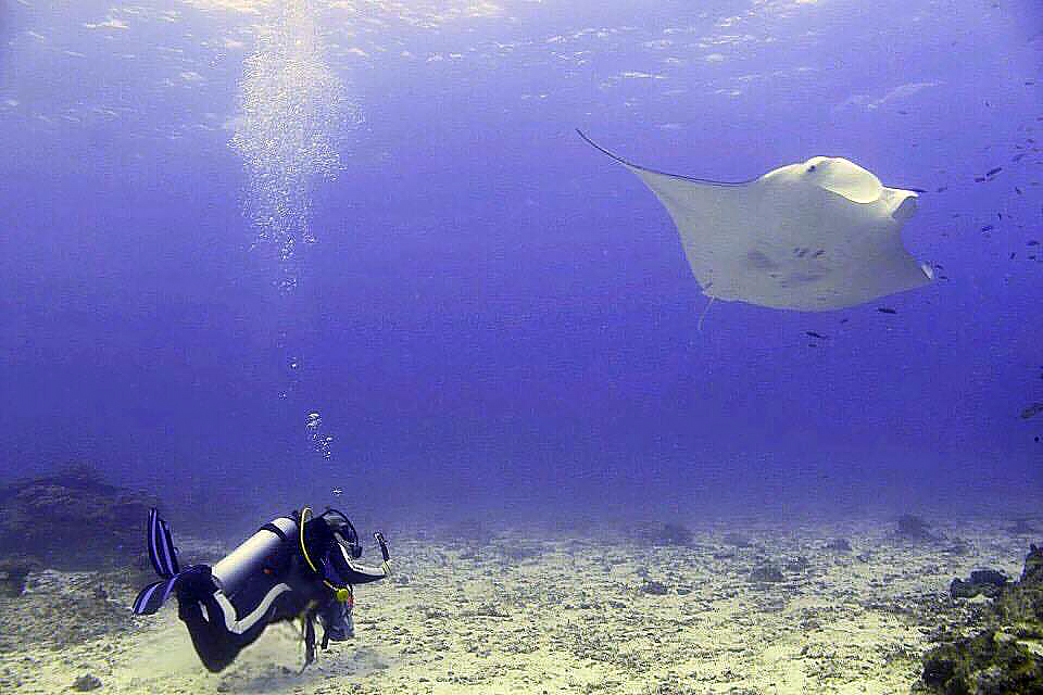 Sara Perrott manta rays