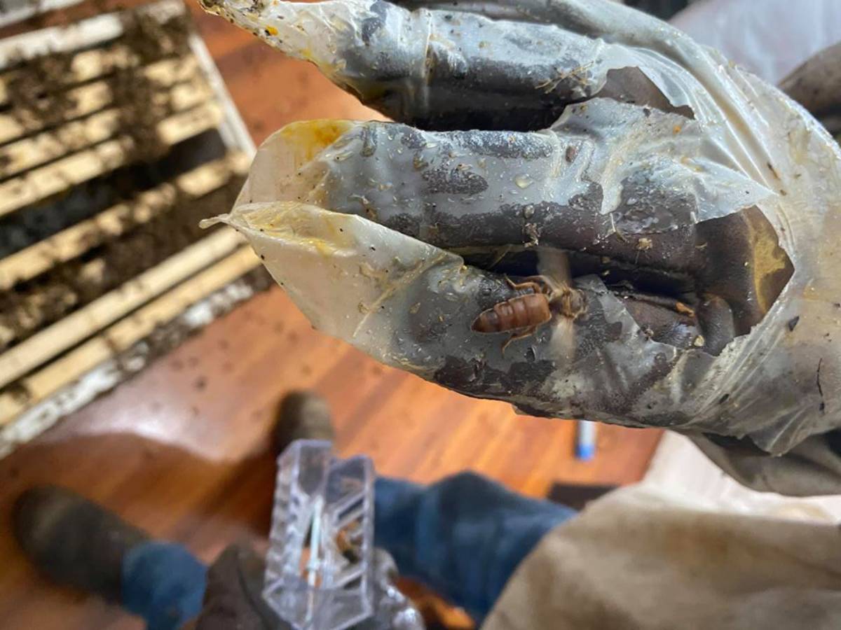 Bundaberg Bee Keepers Association