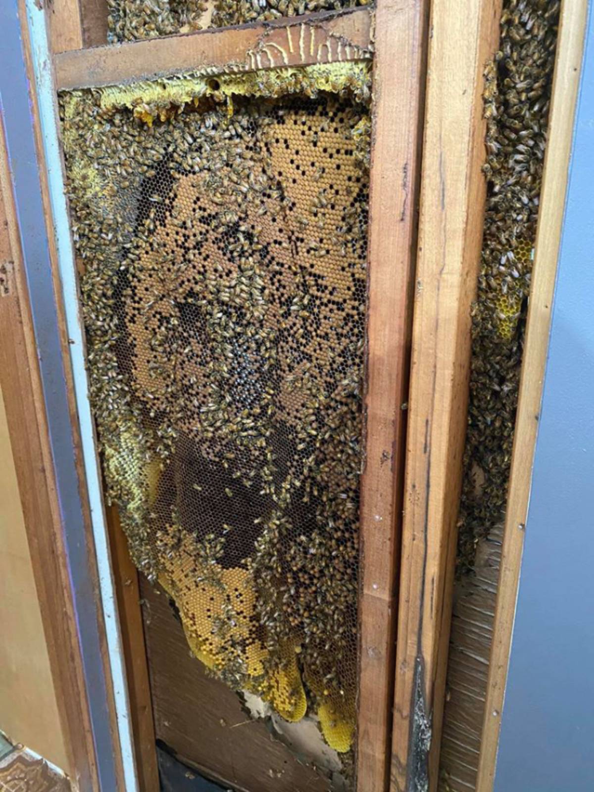 50,000 bees removed from Bundaberg bedroom Bundaberg Now