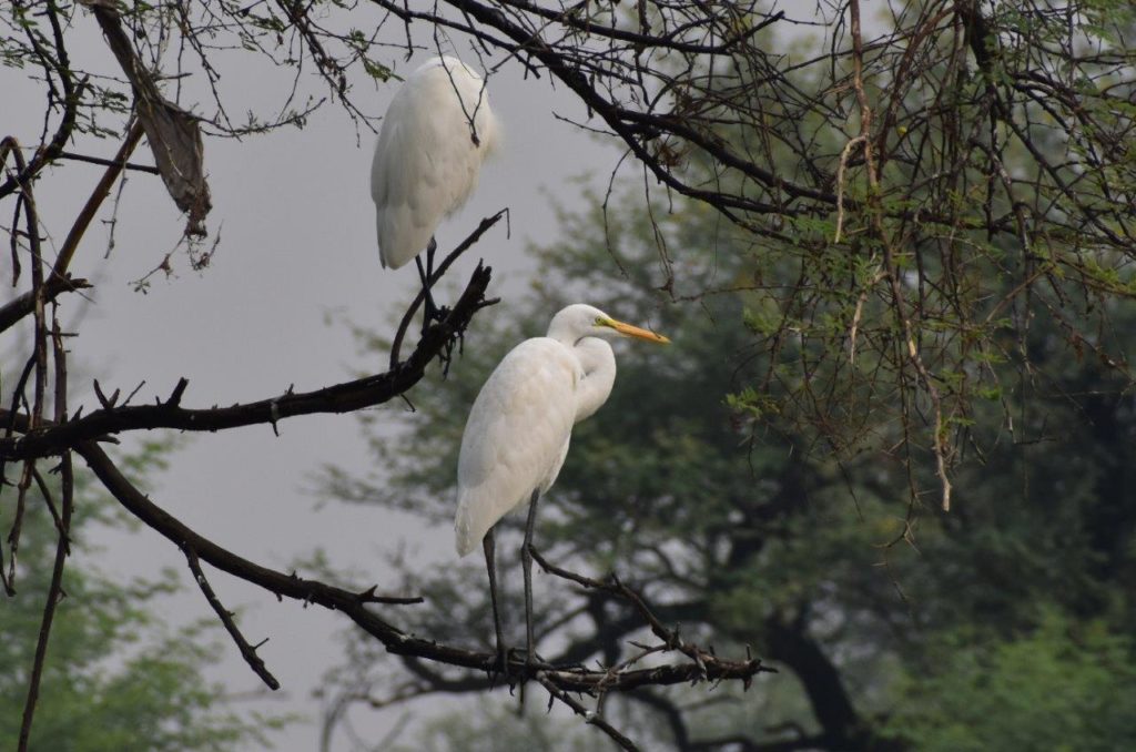 Cattle Egret