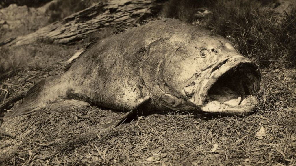 The drunken grouper was captured on the banks of Saltwater Creek in 1936.