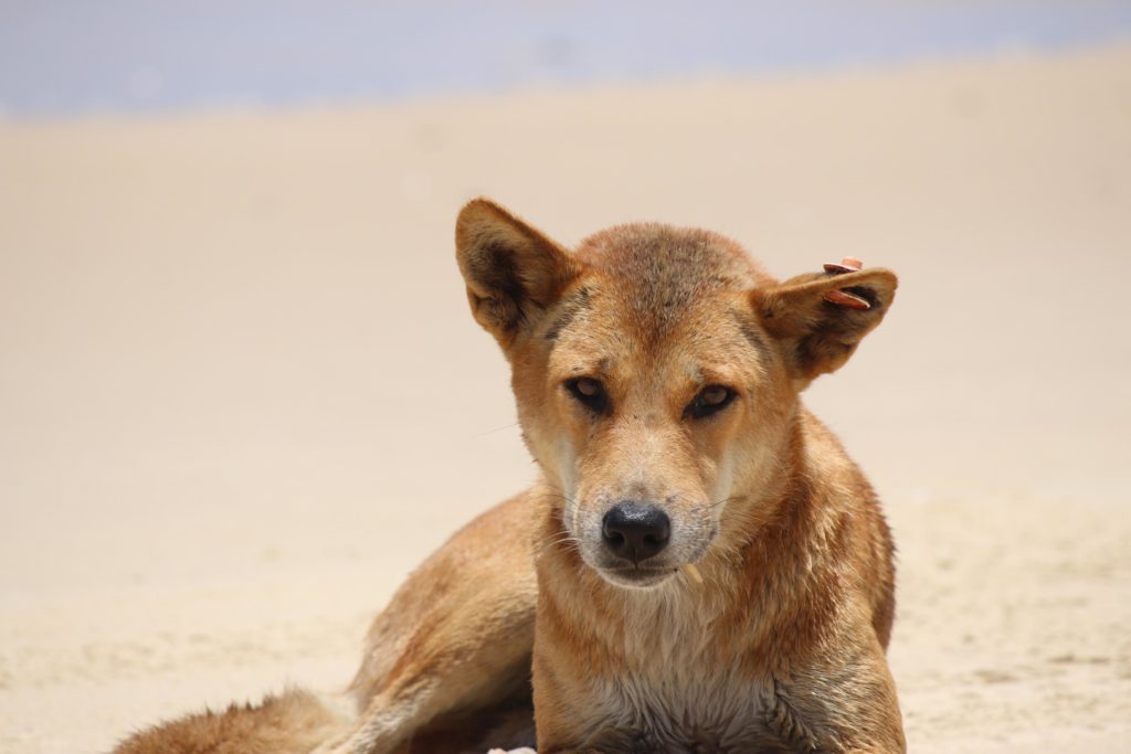 dingo Fraser Island