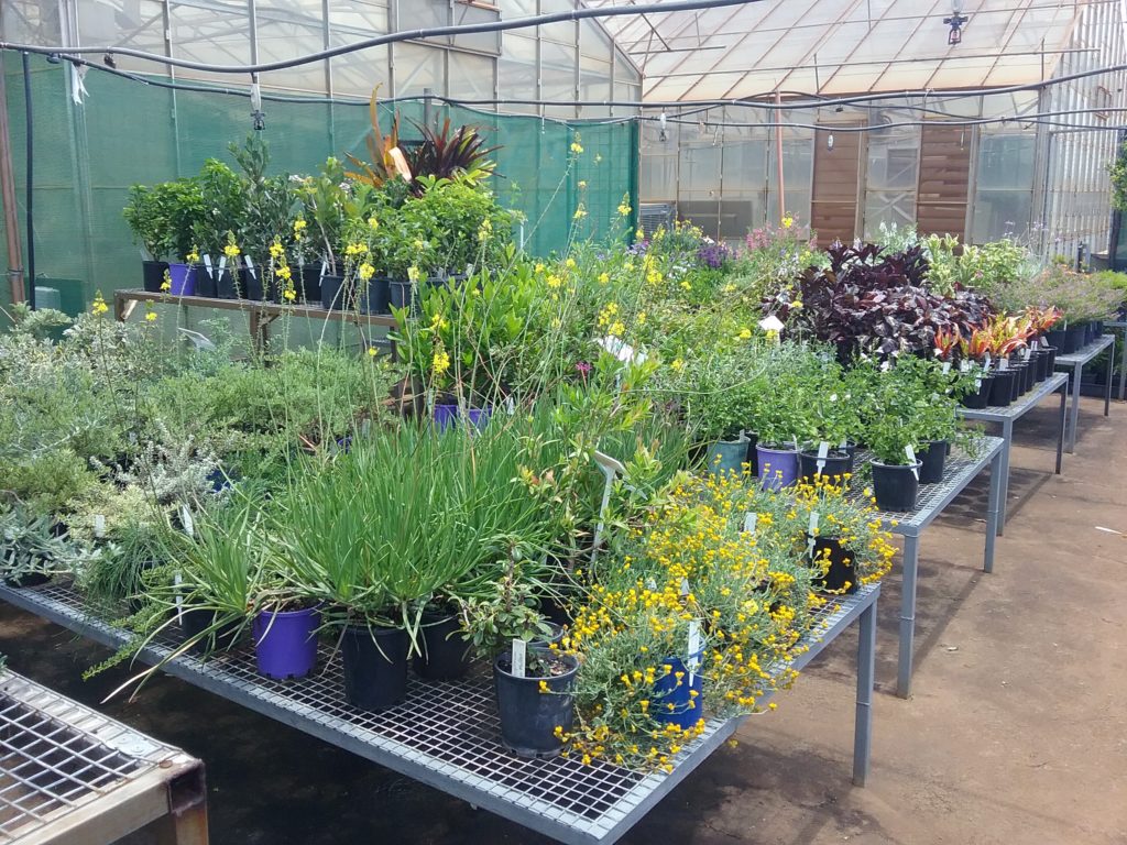 Nadoo Nursery Mega Plant Sale