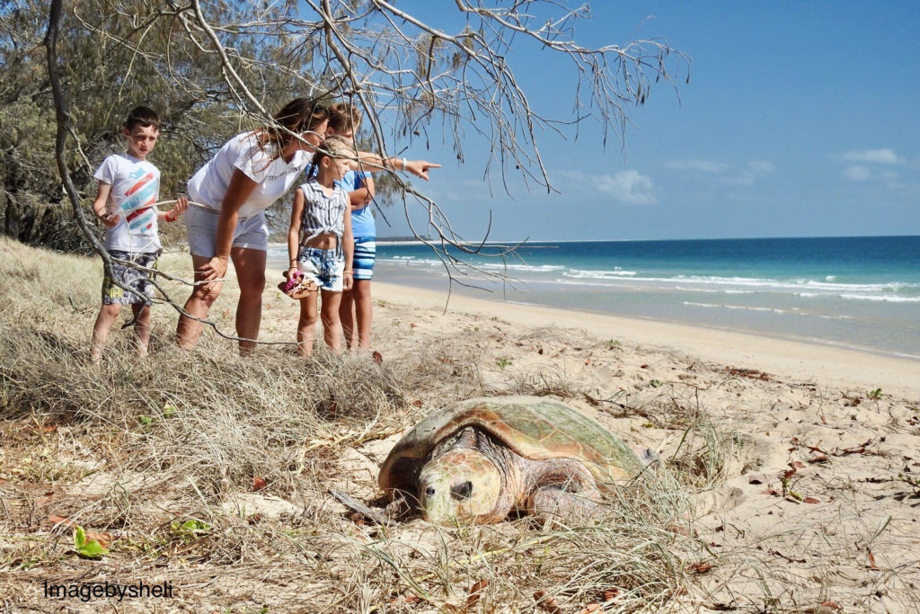 Woodgate Beach holidaymakers were entranced with the sight of a loggerhead turtle laying its eggs near the Esplanade in broad daylight. Image courtesy of Michelle Cocking.