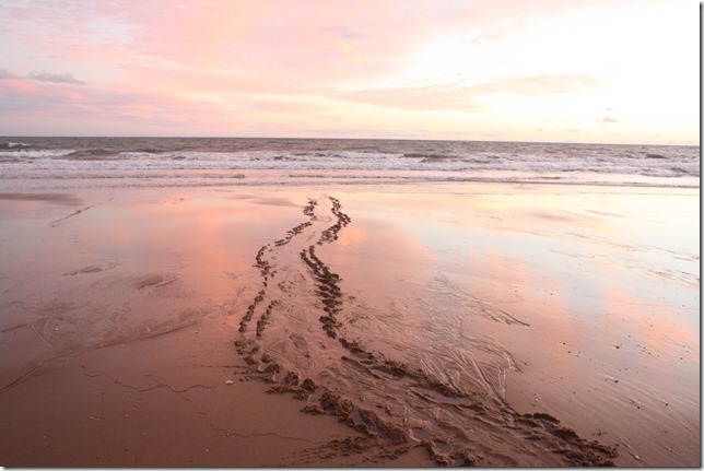 Turtle tracks at Moore Park Beach