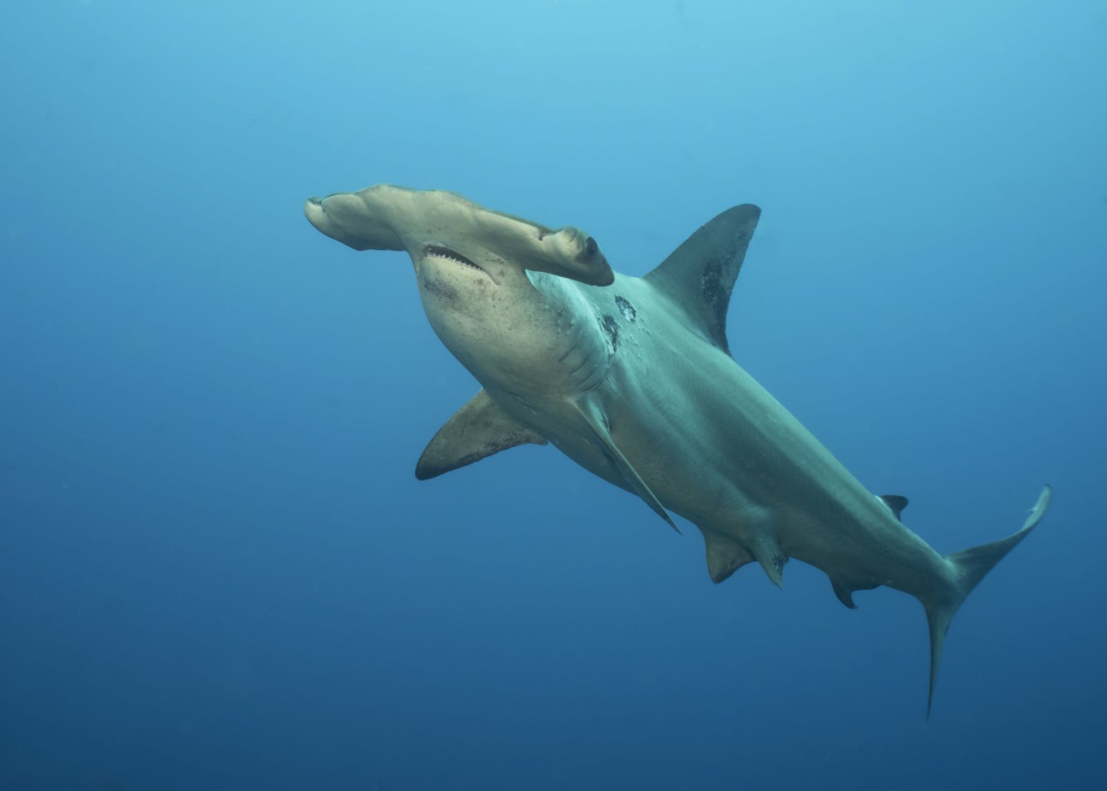 Kellys Beach closed after shark sighting Bundaberg Now