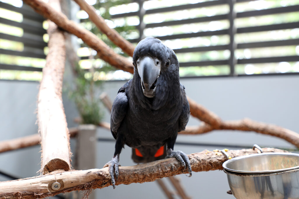 red-tailed black cockatoo