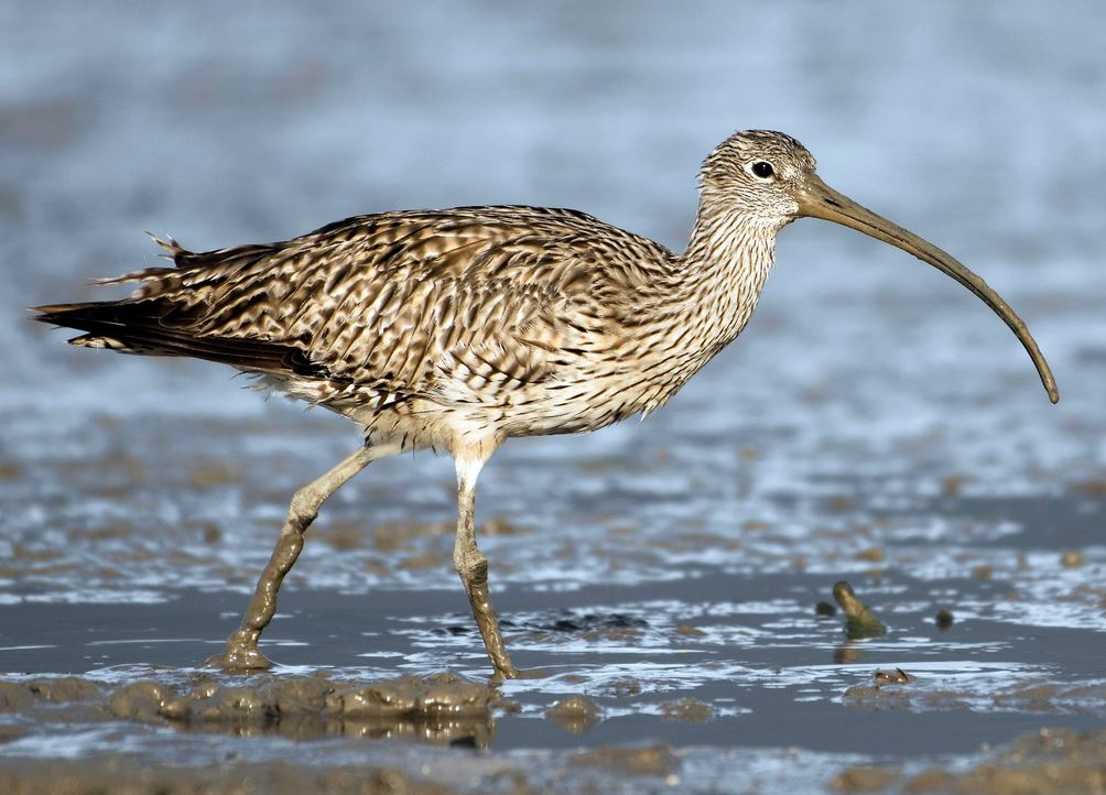 Bird watcher: The Far Eastern Curlew is one of the many shorebirds that can be spotted in Burnett Heads. Photo: https://ebird.org/species/faecur