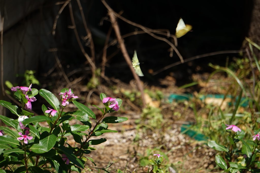 Lemon Migrant butterfly