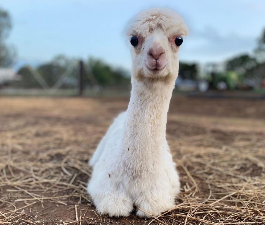 Charlie alpaca