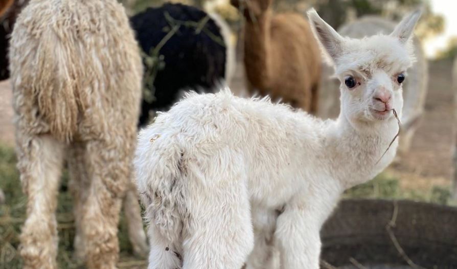 Charlie the alpaca