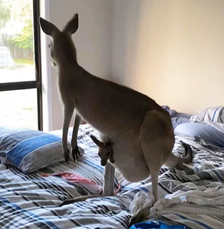 Kangaroo joey