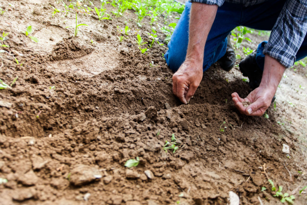 Council's Small Farms Field Day will give landholders advice on how to better protect themselves against pest plants and animals. 