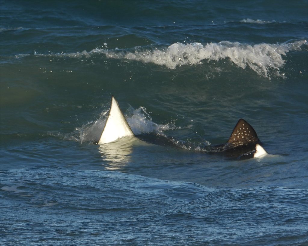 Spotted eagle rays