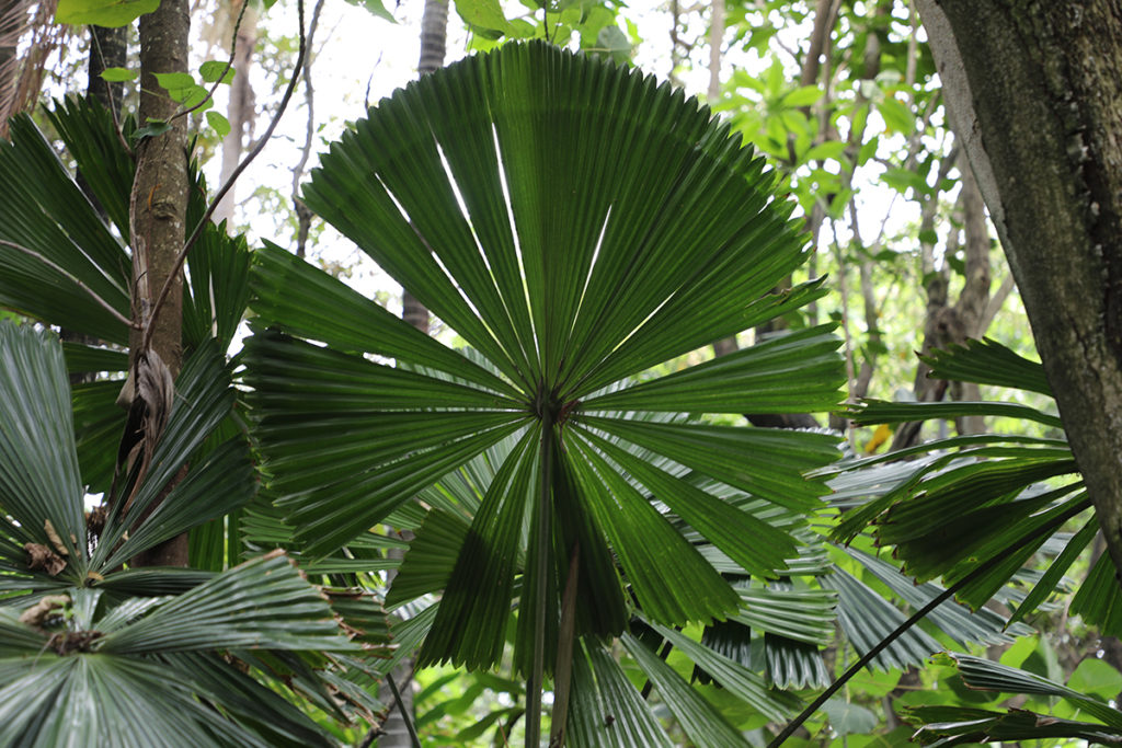 Botanic Gardens