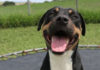 Cobber adoption