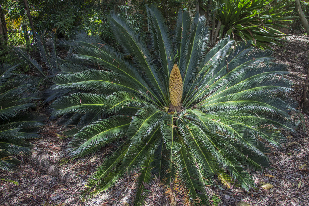 Botanic Gardens