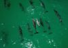 dolphins Bargara