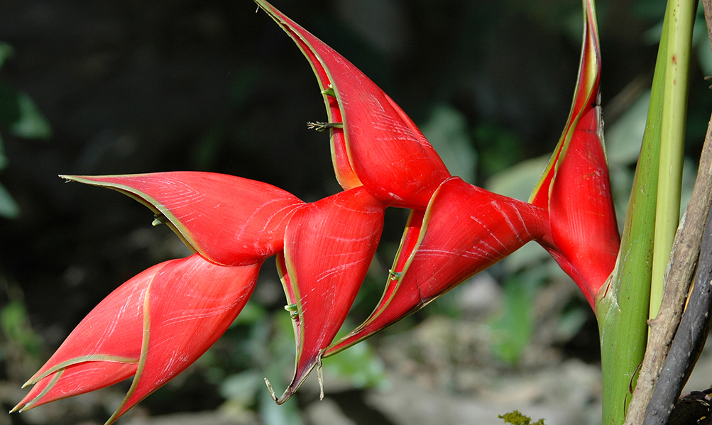 Botanic Gardens