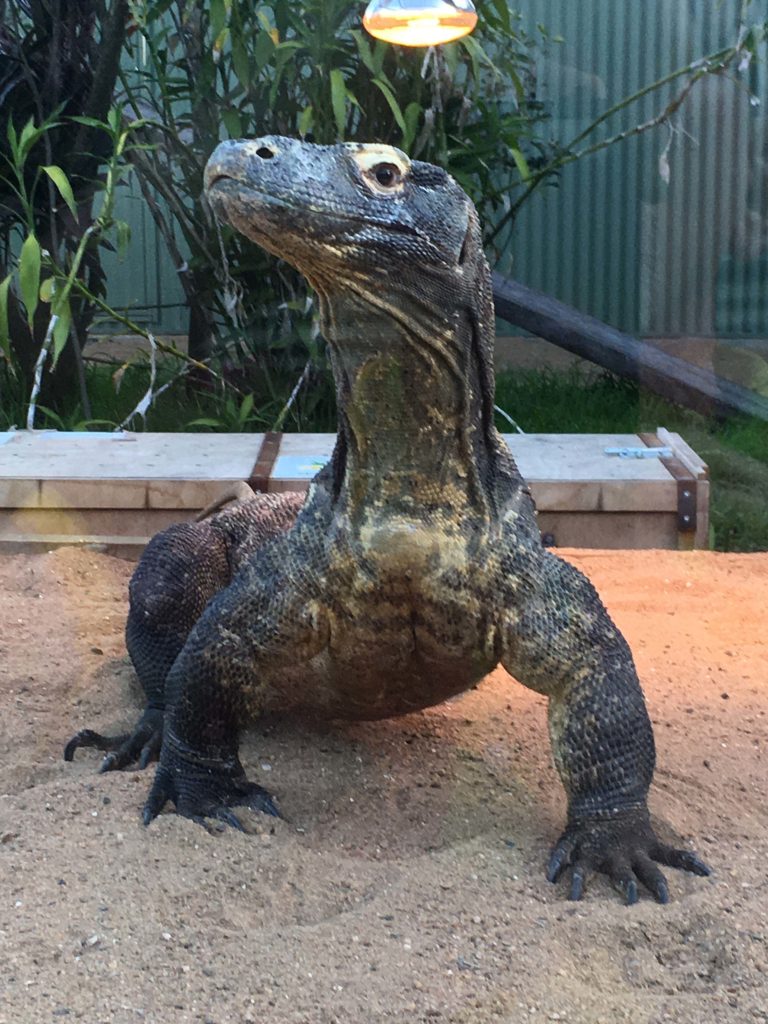 Komodo Dragon