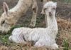 Littabella Alpacas