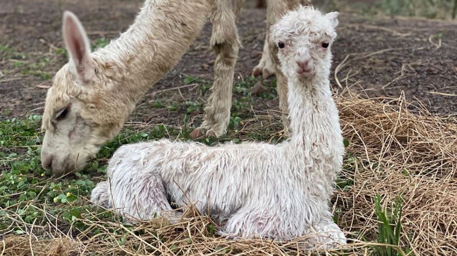 Littabella Alpacas