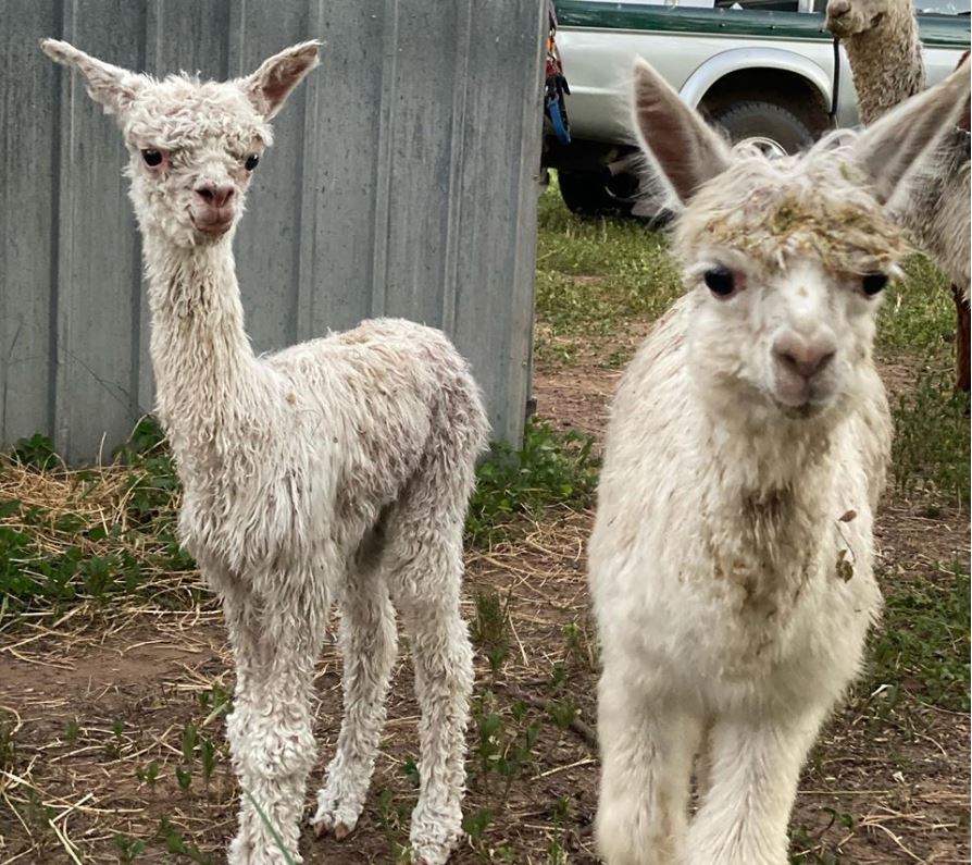 Littabella Alpacas