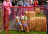 Getting in for their chop! A traffic jam ensues as racing pigs try to gain the lead in a charity pig race.
