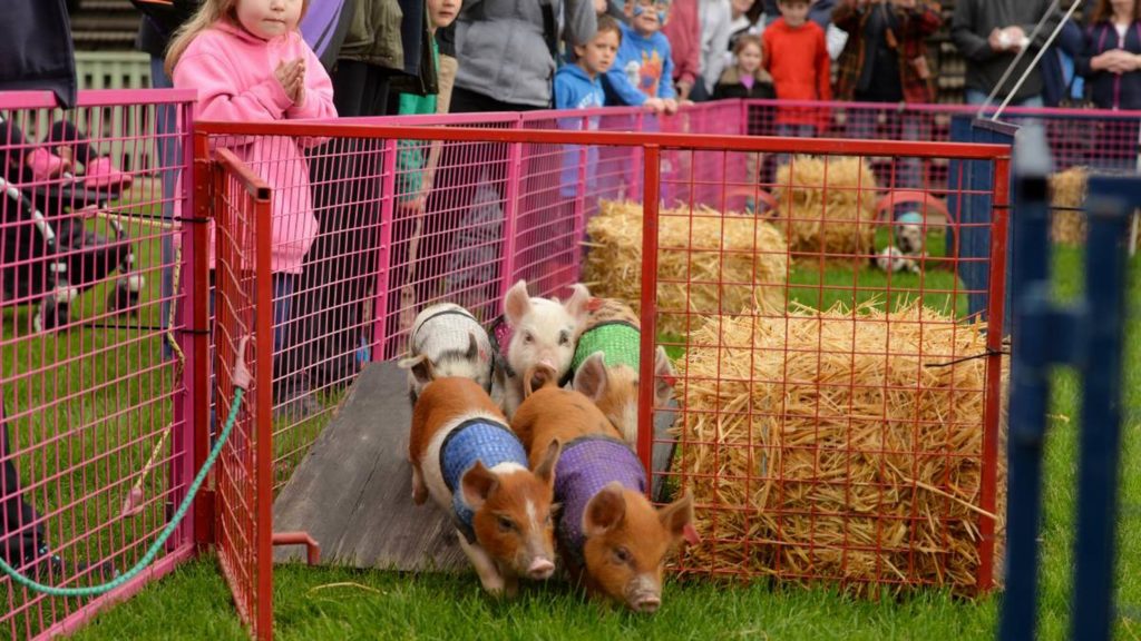 Getting in for their chop! A traffic jam ensues as racing pigs try to gain the lead in a charity pig race.