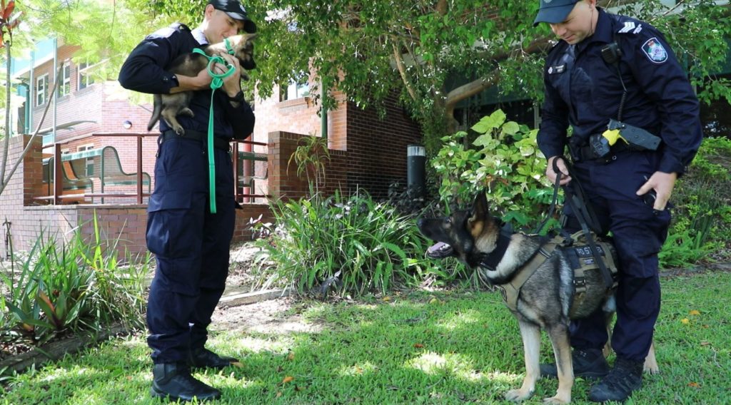 Uzi police puppy