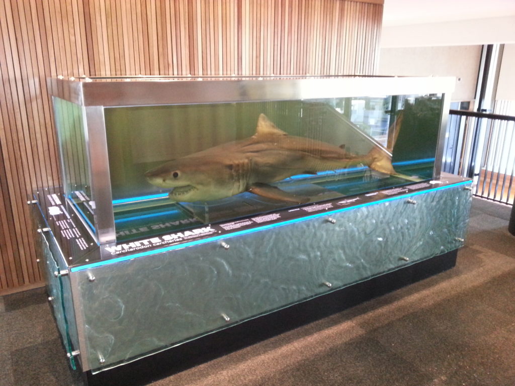 White Shark, Queensland Museum