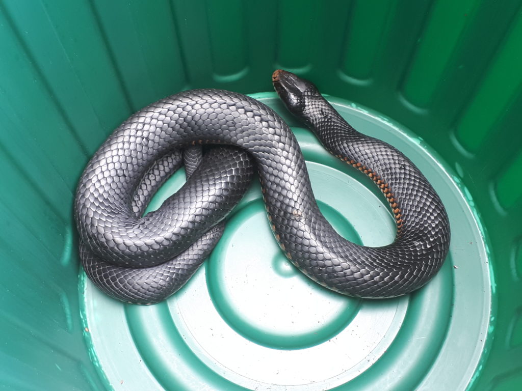 red-bellied black snake