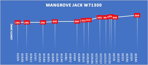 Mangrove Jack