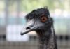 emu apple and jimmy