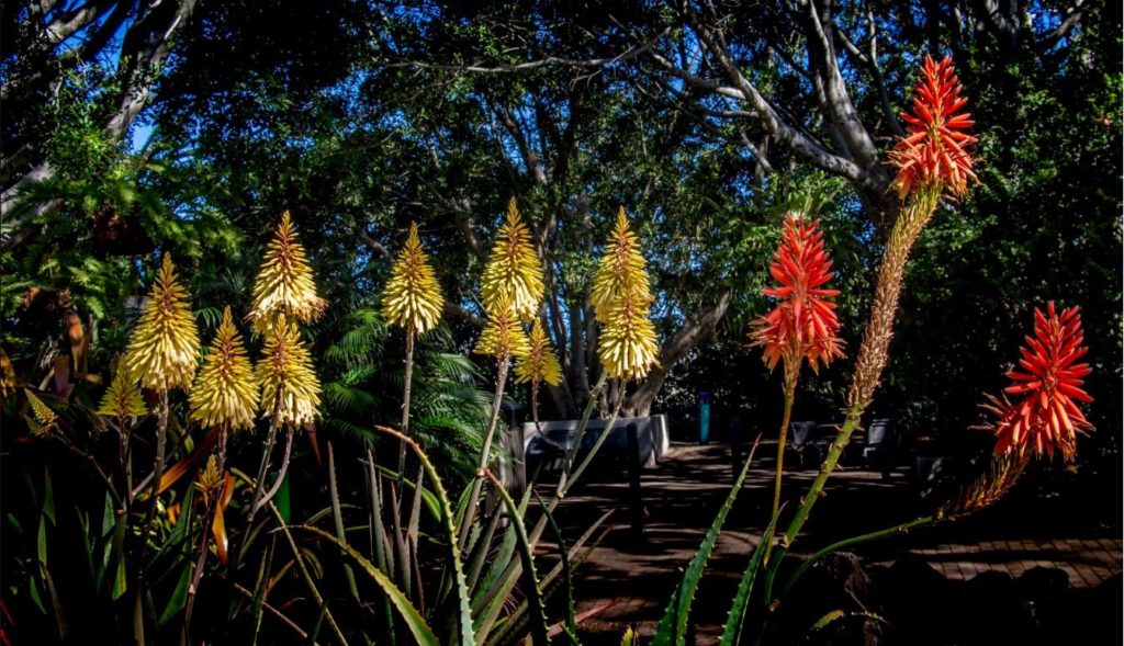 Botanic Gardens Day