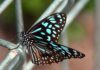Butterfly swarm