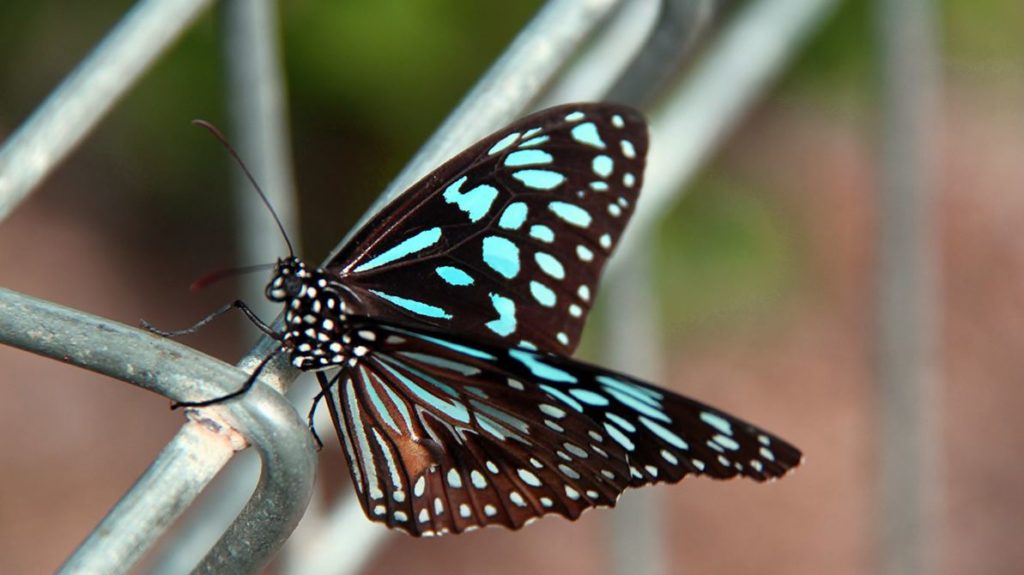 Butterfly swarm