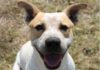 Dobby Red Collar Rescue