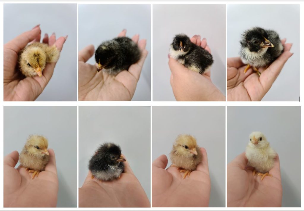 Kalkie State School chickens