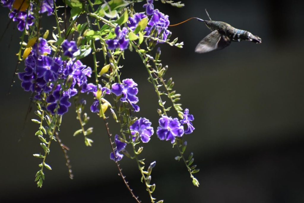 hummingbird hawkmoth