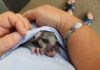 Thabeban State School possum