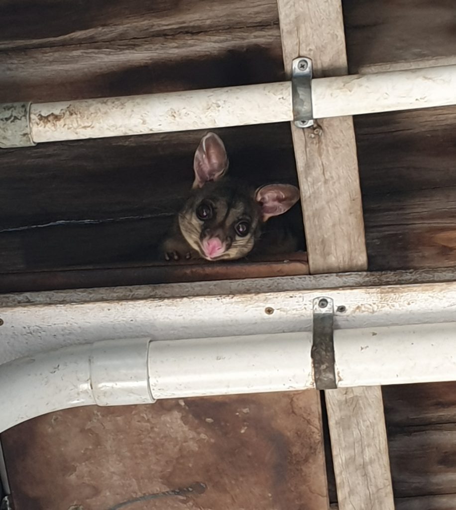 Thabeban State School possum