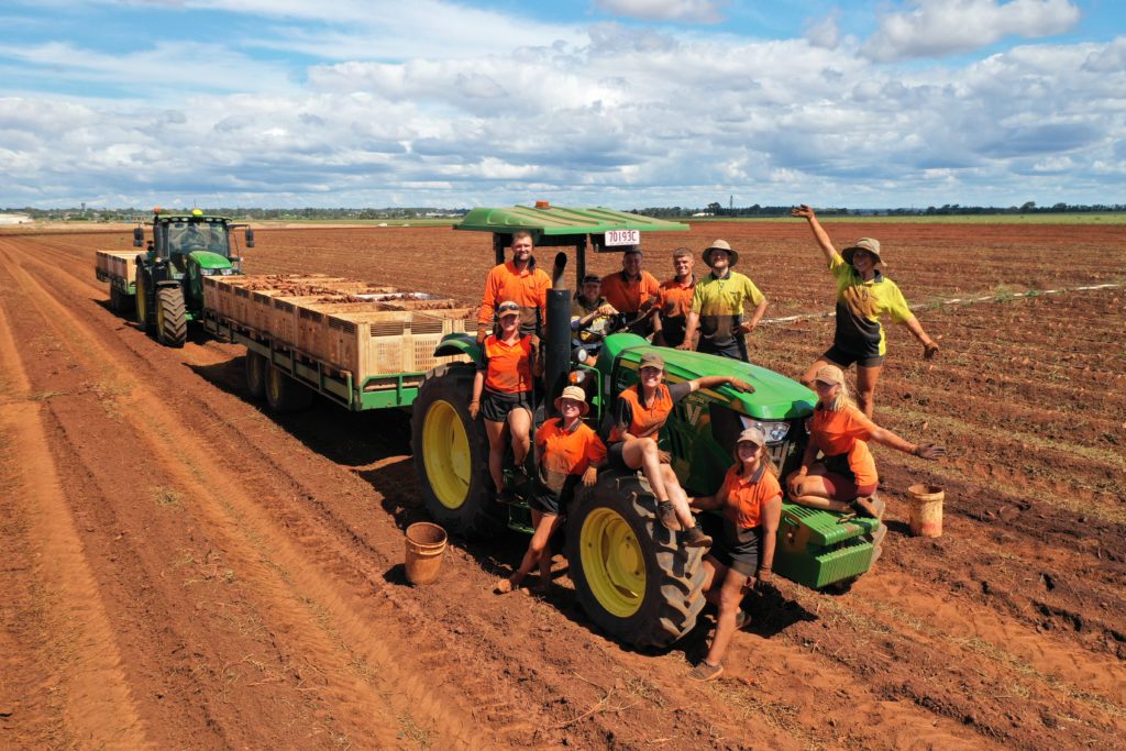 Sweet Potatoes Australia Covid-19