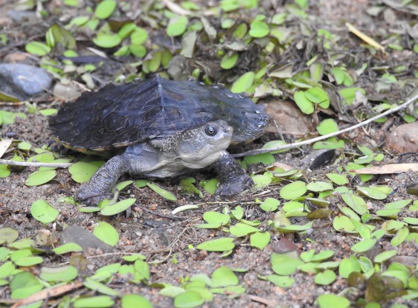 turtle rescue