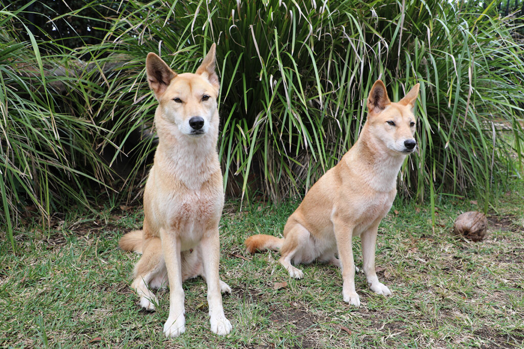 alexandra park zoo dingoes